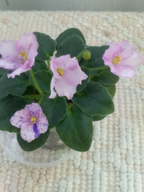 4 iun - ZZ Rob s Smarty Pants