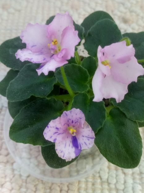 4 iun - ZZ Rob s Smarty Pants