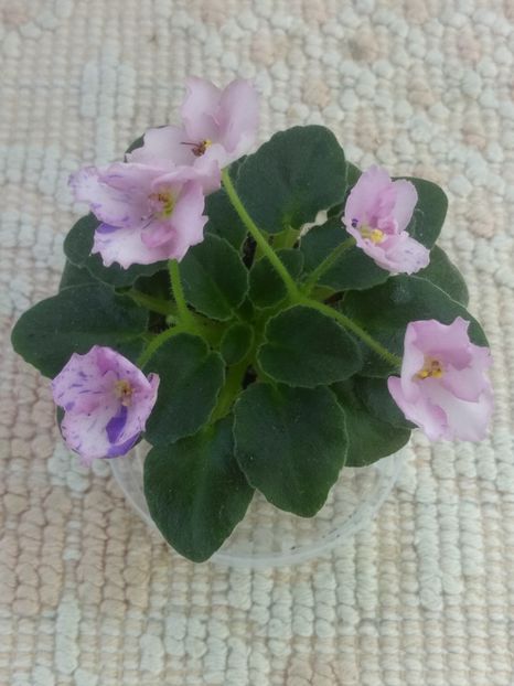 12 iun - ZZ Rob s Smarty Pants