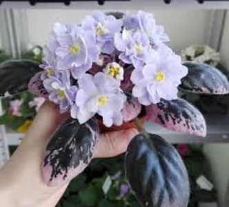 Sunny Morn poza net - Sunny Morn