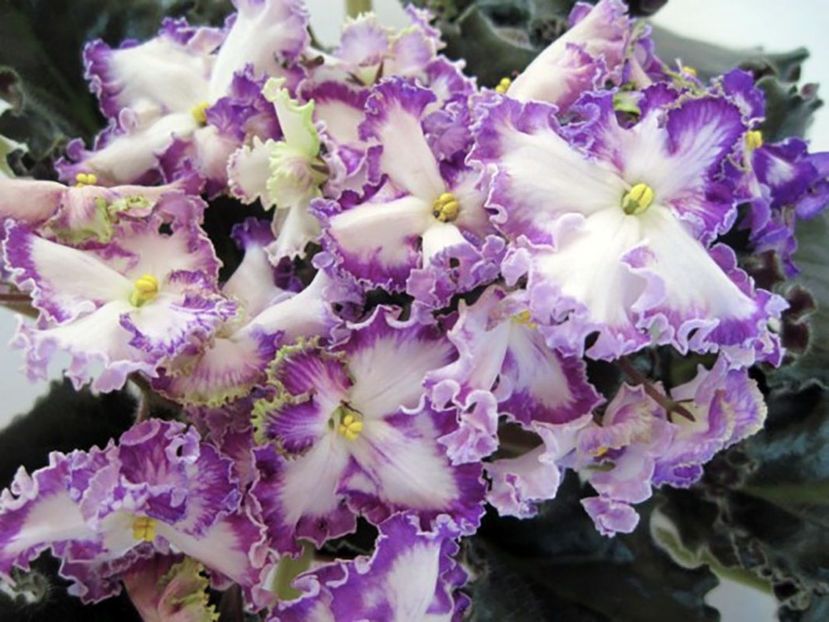 Zoluskin  Son poza net - ZZ Zoluskin Son