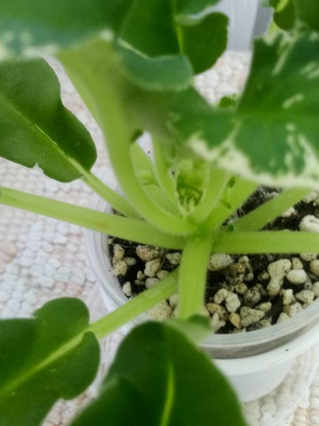 12 iun - Senk s Snowy Egret