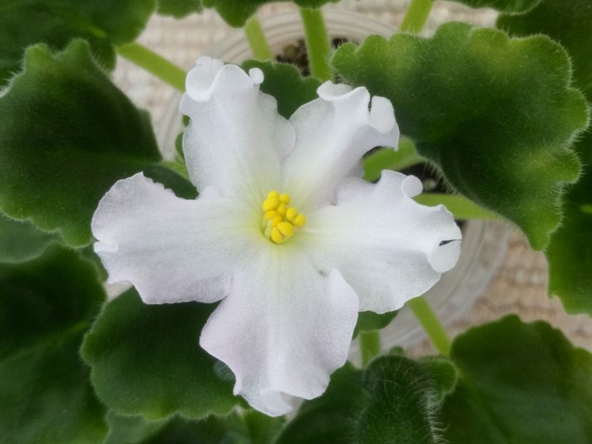 12 iun - Golden Autumn