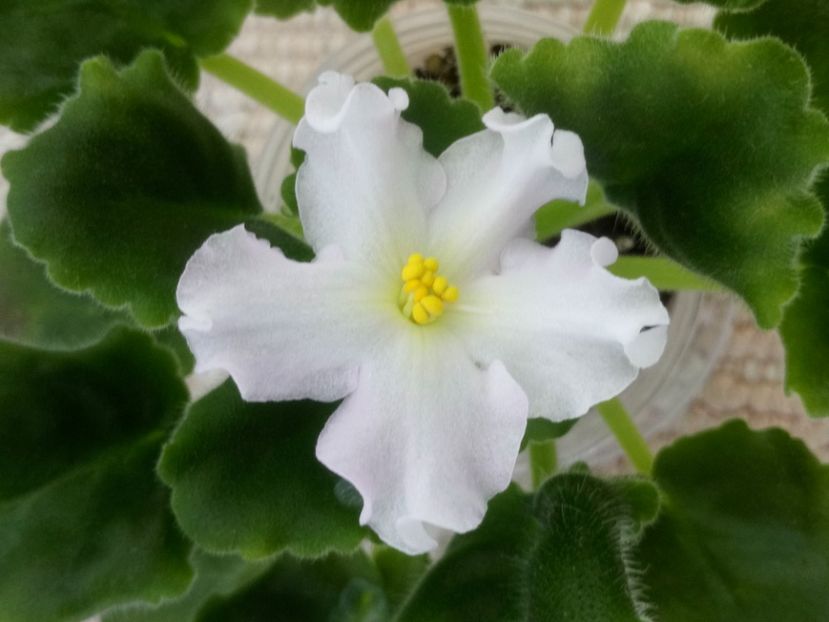 12 iun - Golden Autumn