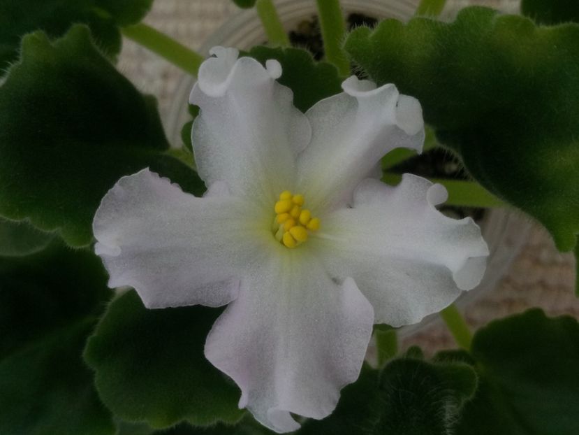 12 iun - Golden Autumn