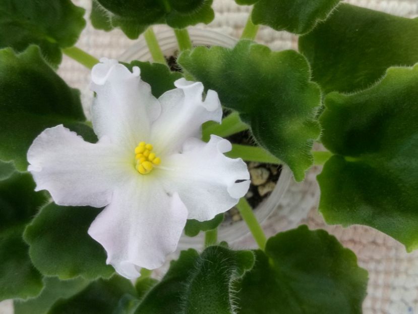 12 iun - Golden Autumn