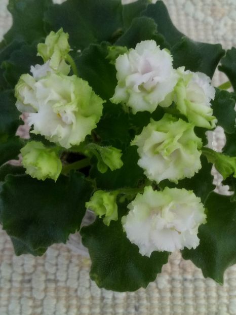 12 iun - ZZ Sassy Sister