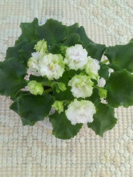 12 iun - ZZ Sassy Sister