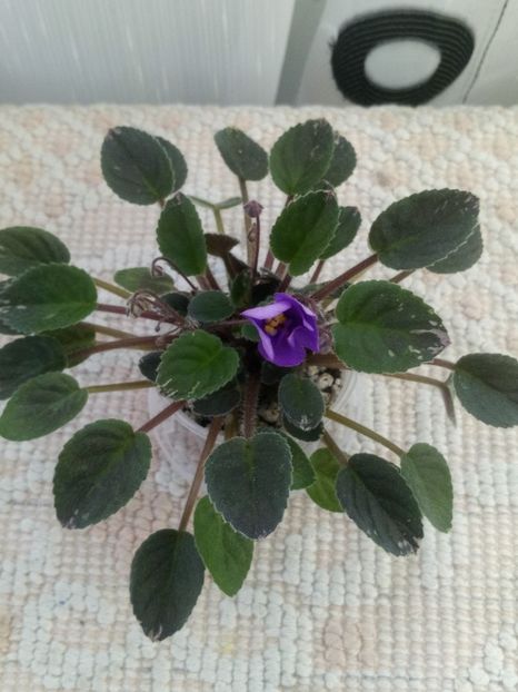 12 iun - In Love Again