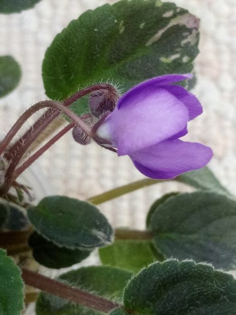 12 iun - In Love Again