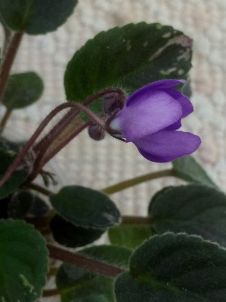 12 iun - In Love Again