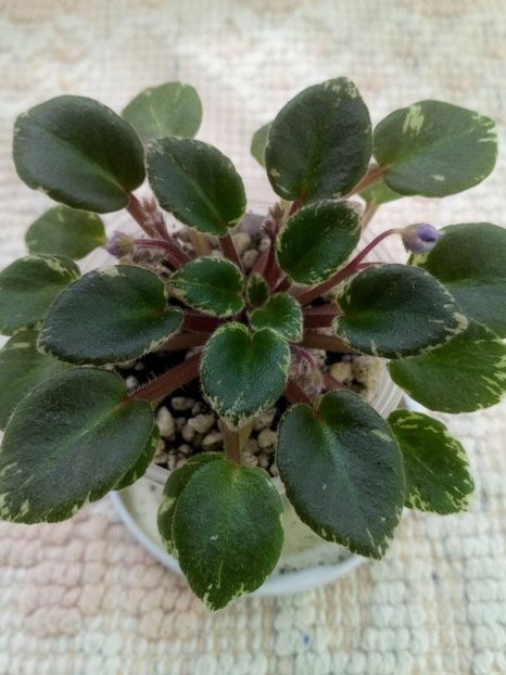 15 mai - Wichita Baby