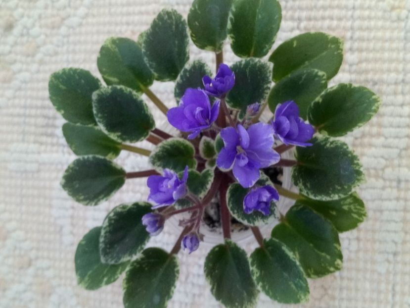 4 iun - Wichita Baby