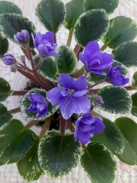 4 iun - Wichita Baby