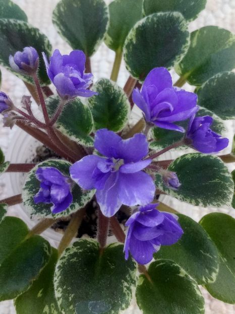 4 iun - Wichita Baby