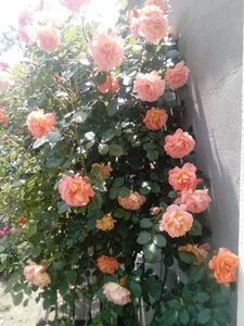 epuizat portocaliu catarator parfumat - w Produse livrate