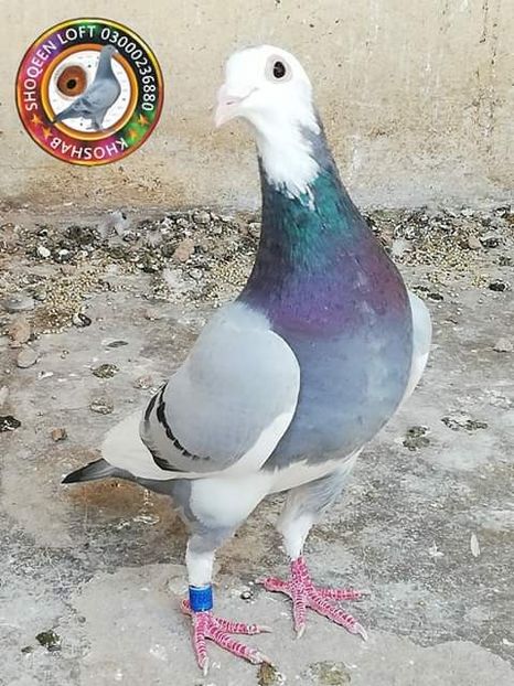  - NU AMI APARTIN 2020