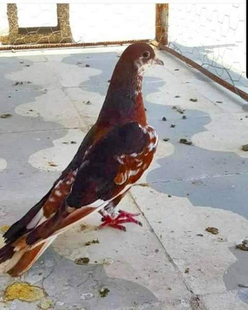  - NU AMI APARTIN 2020