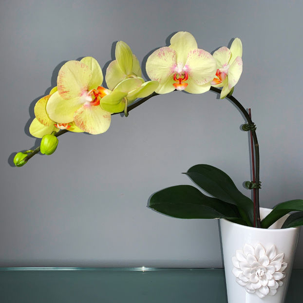  - Plante de interior 2020