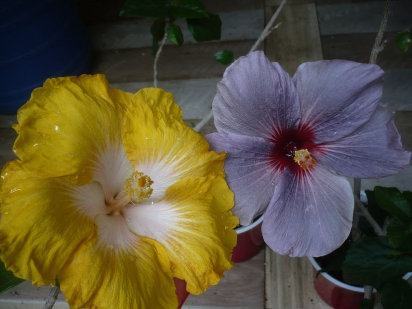 P1440499 - HIBISCUSI 2020-1