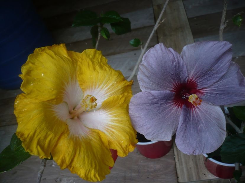 P1440500 - HIBISCUSI 2020-1