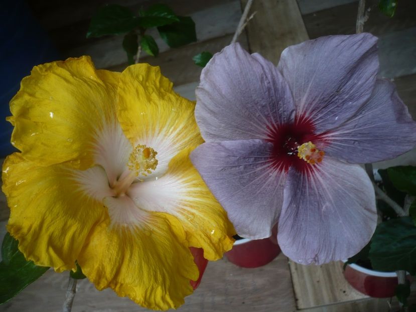 P1440501 - HIBISCUSI 2020-1