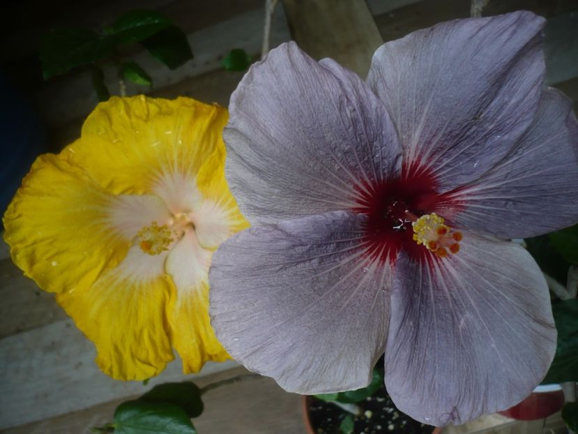 P1440502 - HIBISCUSI 2020-1