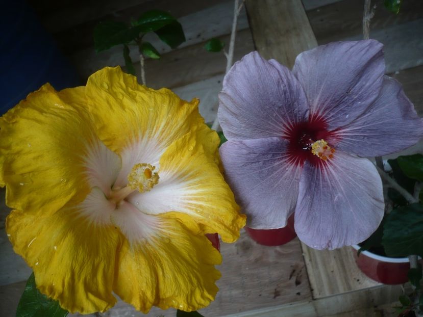 P1440503 - HIBISCUSI 2020-1