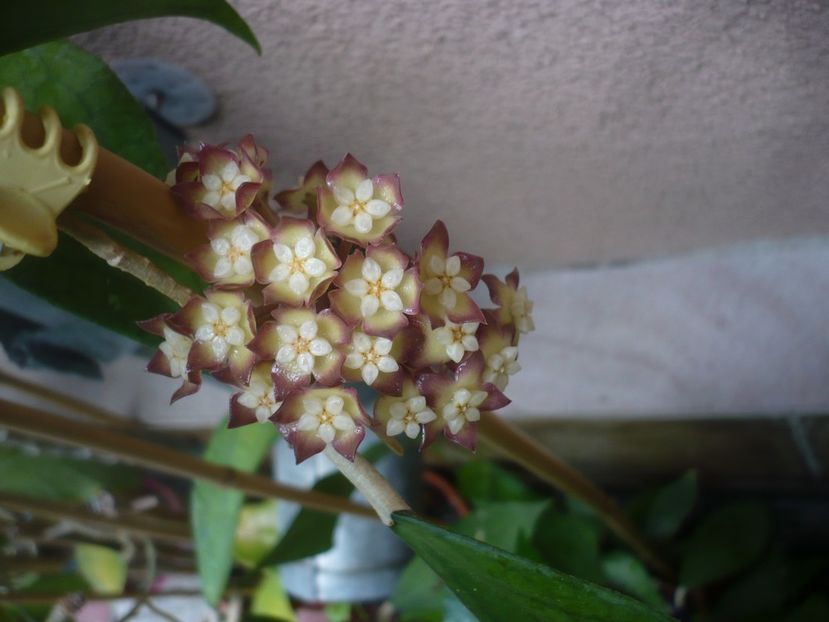 P1440488 - HOYA 2020-1