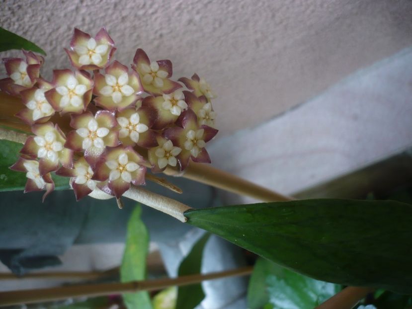 P1440489 - HOYA 2020-1