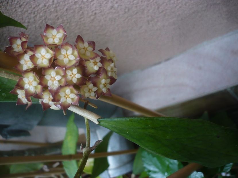 P1440491 - HOYA 2020-1