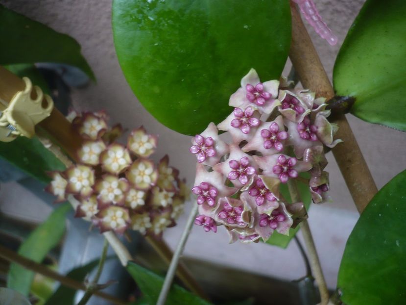 P1440493 - HOYA 2020-1