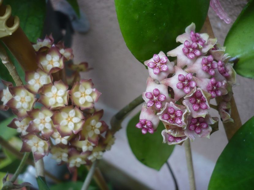 P1440495 - HOYA 2020-1