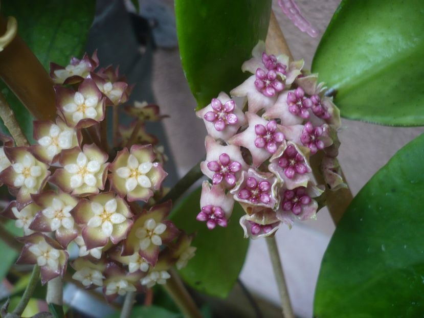 P1440496 - HOYA 2020-1