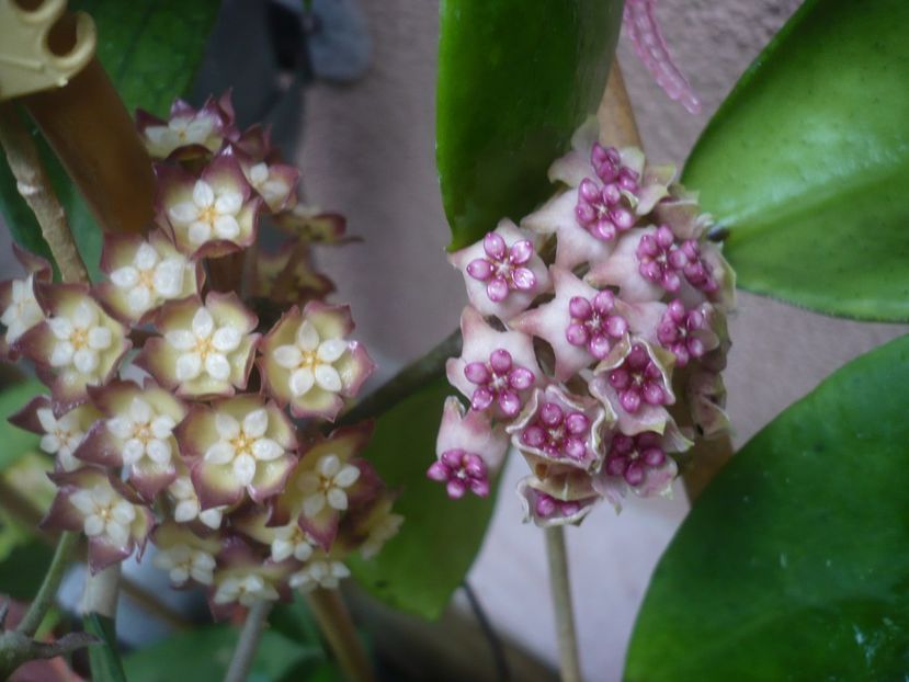 P1440497 - HOYA 2020-1