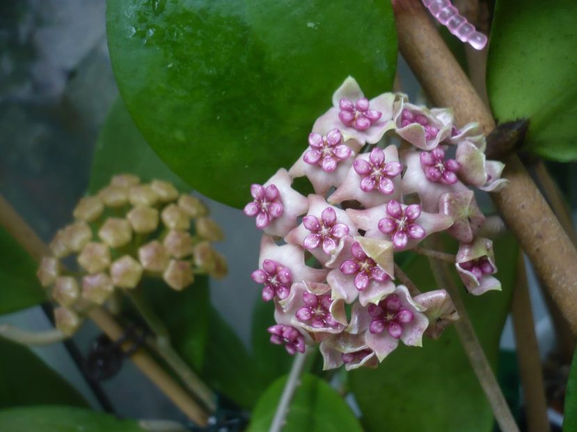 P1440498 - HOYA 2020-1