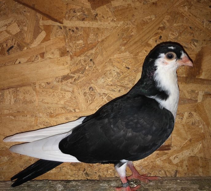 8613  mascul  2020_2 - tineret 2020