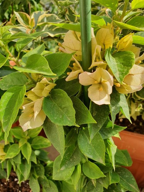  - Bouga Batik kuning