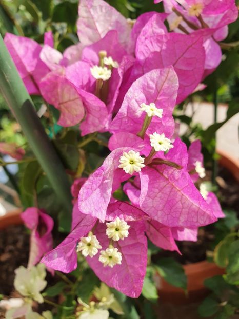  - Bouga Wajid Ali Swah