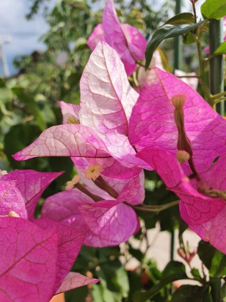  - Bouga Wajid Ali Swah