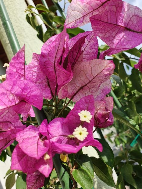  - Bouga Wajid Ali Swah