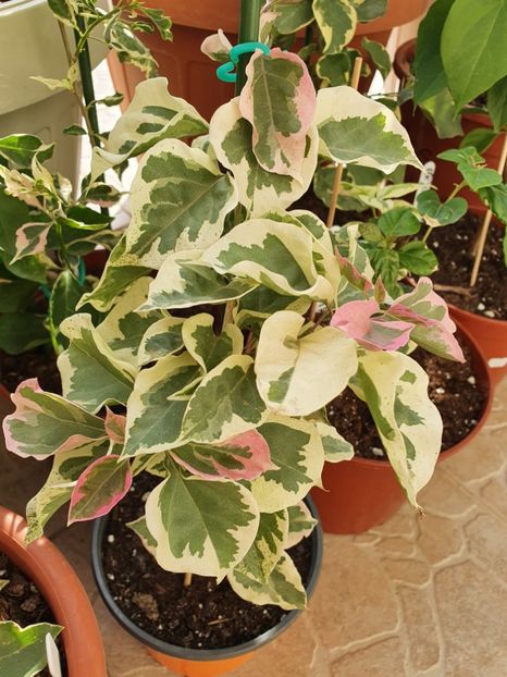  - Bouga Delima Merah