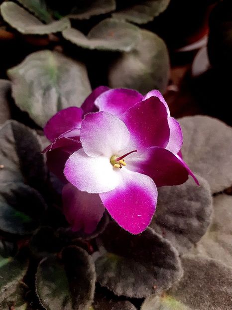  - Violete