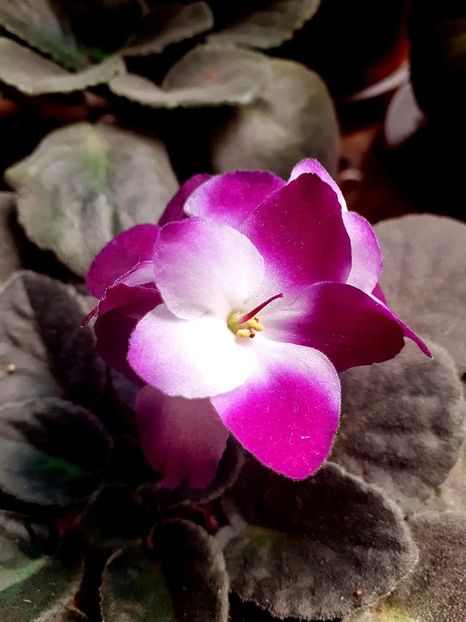  - Violete