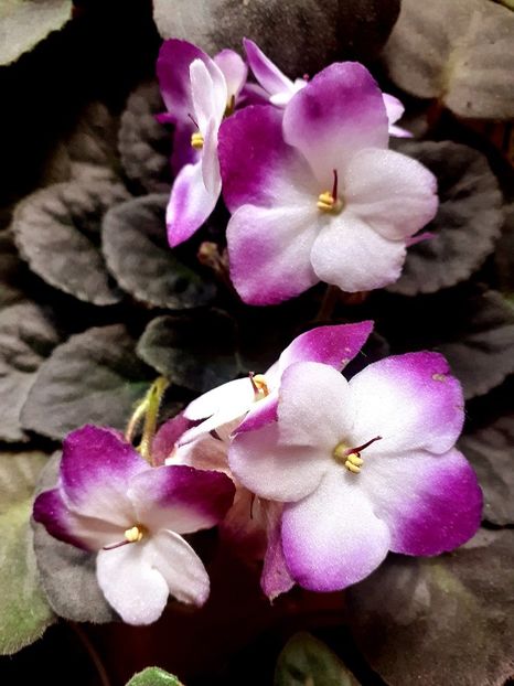 - Violete