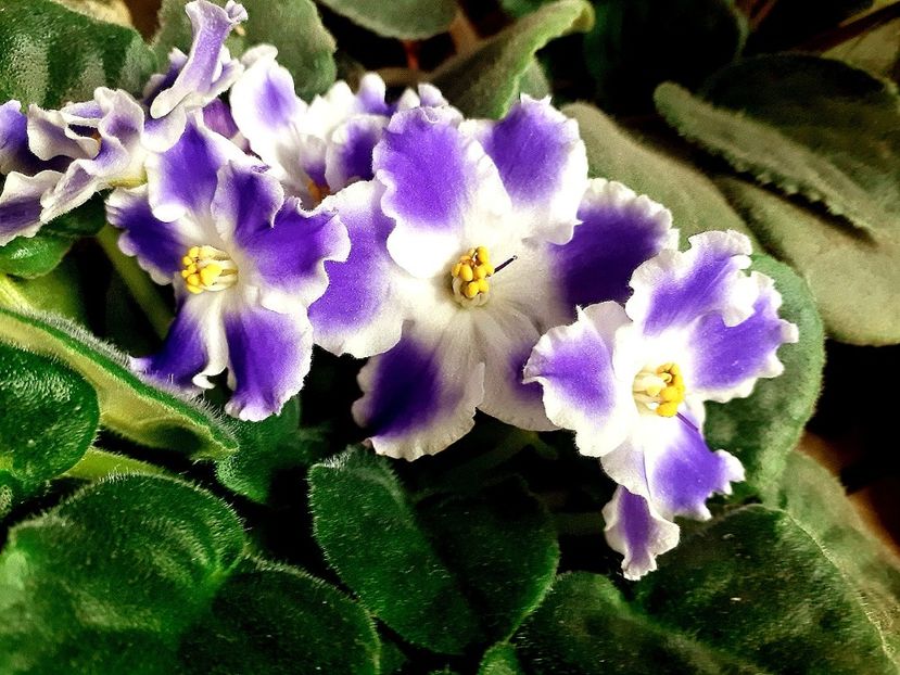  - Violete