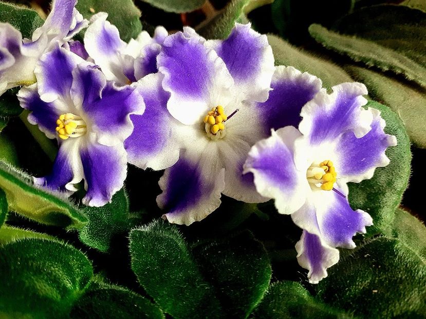  - Violete