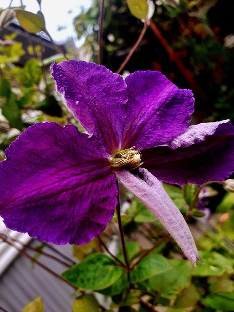  - Alte flori