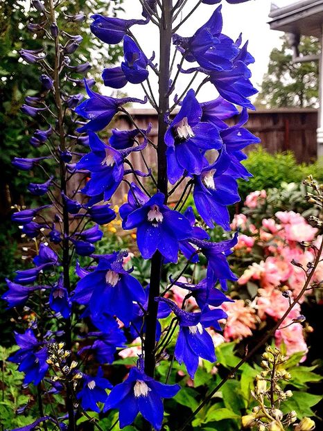  - Alte flori