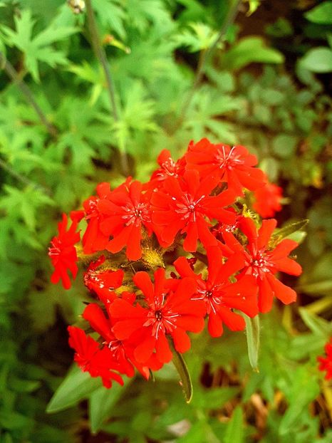  - Alte flori